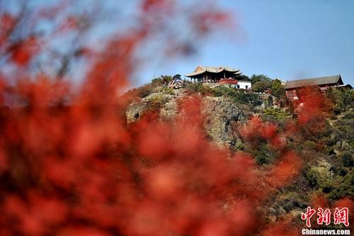 资料图：随着霜降节气的到来，香山红叶进入了最佳观赏季节。 金硕 摄